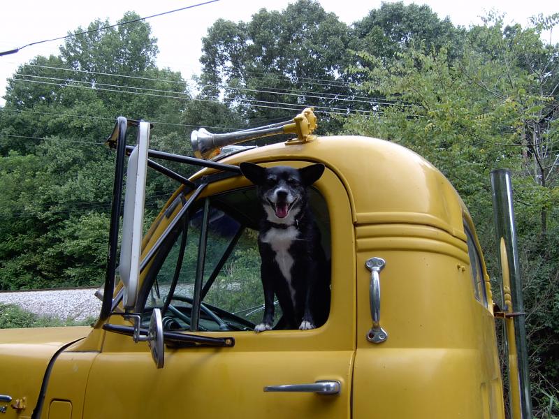 tudogs trucking