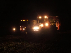 Beet Harvest