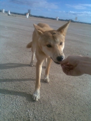 feeding a dingo.jpg