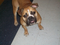 Sandy my bulldog