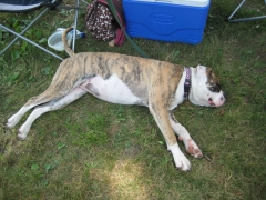 Missy enjoying the show Macungie 2010