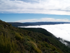 Dunedin,NZ