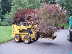 Skid steer with Jap Maple