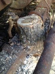 Tree growing around front leaf spring.  Buried to the axle.