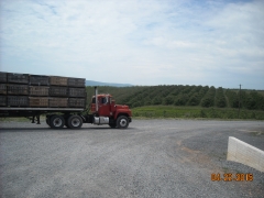 Empties and apple trees