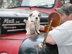 the shop mascot at 8 weeks old