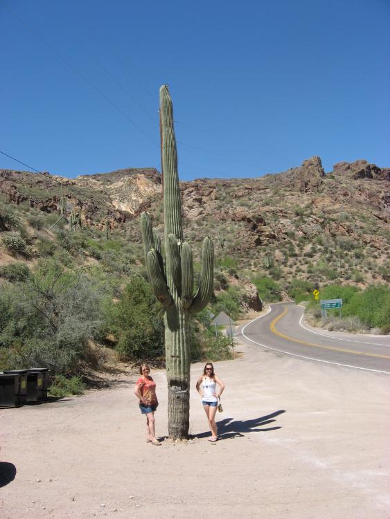 Tall cactus at Tortilla Flat.jpg