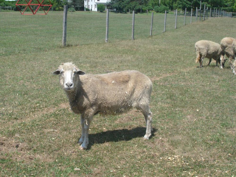 sheep.JPG