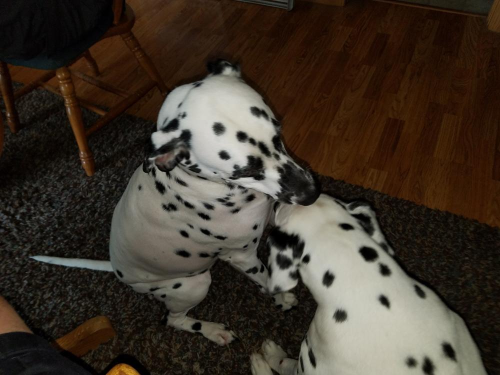 Dalmatians.thumb.jpg.a5409bcc2bdb4afed5b7327c99783db0.jpg