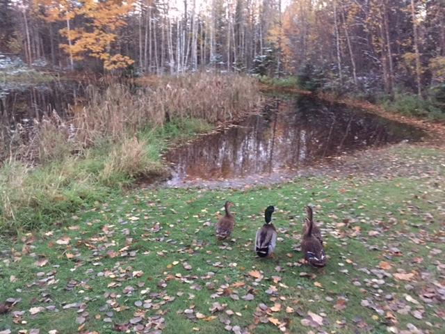 ducks.JPG.3d78bed80ce186a377690ebae9a3e43d.JPG