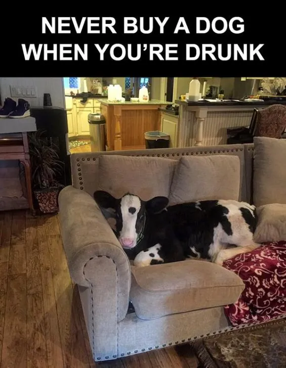 Never-buy-a-dog-when-youre-drunk-565x725.jpg.webp.f37d9ea55b8598bb2a080d3b26d972ce.webp